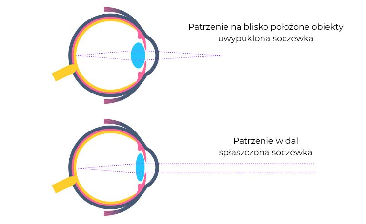 Akomodacja oka – na czym polega?