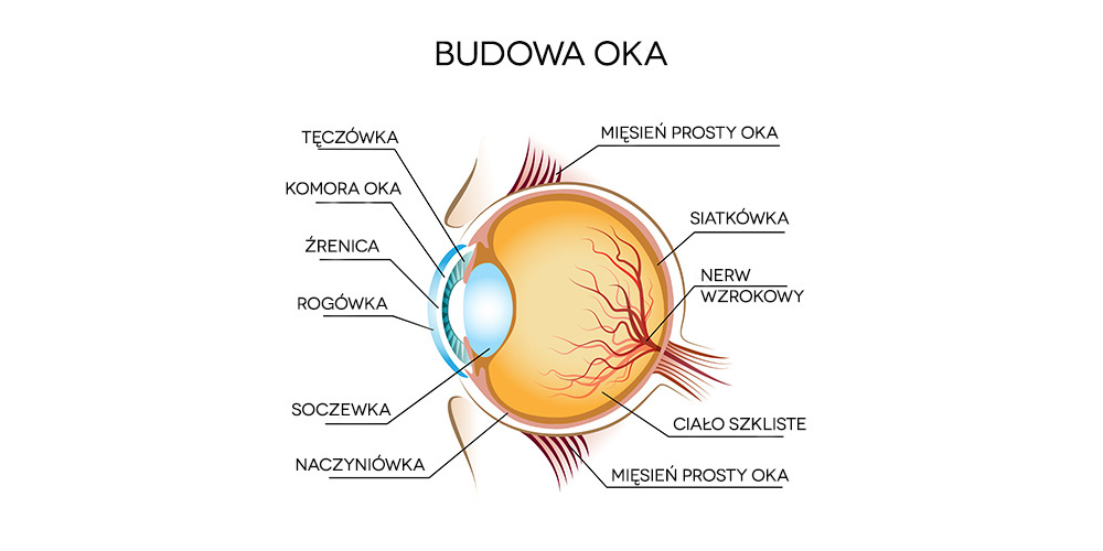 budowa oka - schemat