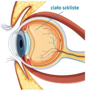 Ciało szkliste oka