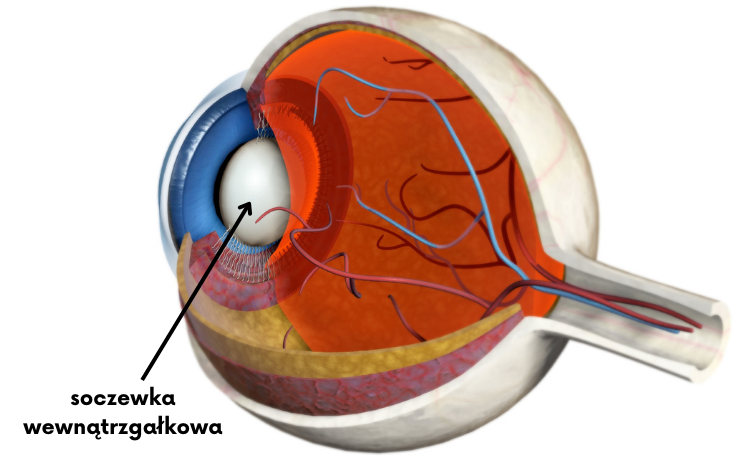 anatomia soczewki w oku