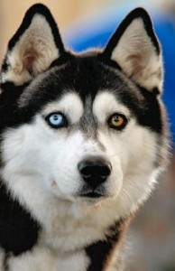 husky heterochromia